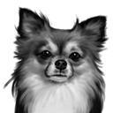 Hoved og skuldre Chihuahua tegneserieportræt i sort og hvid stil