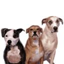 Карикатура группы домашних животных из фотографий