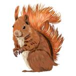Portret de desene animate veveriță