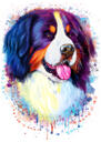 Bernese Mountain Dog Caricature Portrait in Watercolor Style from Photo