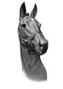 Портрет лошади в черно-белом стиле