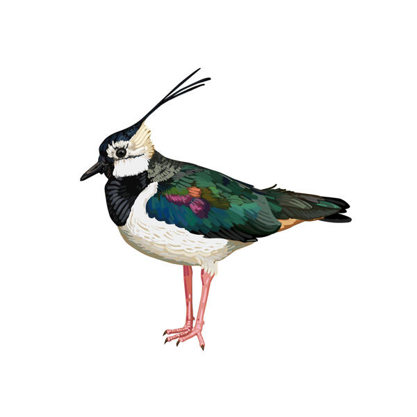 Lapwing Bird Caricature Portrait in Color Style Drawn from Photo