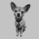 Tüm Vücut Chihuahua Siyah Beyaz Portre