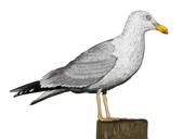 Custom Relict Gull Bird Digital Portrait in Color Style