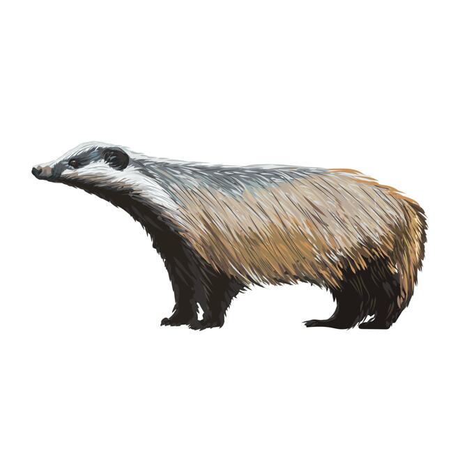 Badger Caricature Portrait in Full Body Color Style from Photo