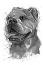 Bulldogu grafīta portrets galvas un plecu akvareļa stilā no fotoattēliem