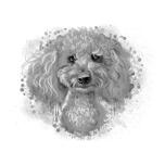 Graphite Poodle Portrait