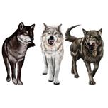 Skupina vlků kresba karikatury