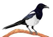 Caricatură de păsări din fotografii desenate manual în stil de culoare întregului corp