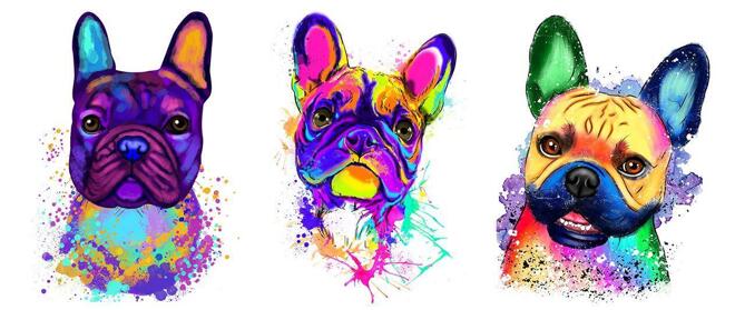 Französische Bulldogge