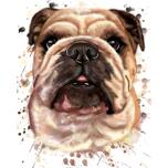 English Bulldog Caricature: Watercolor Natural Style