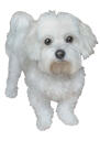Watercolor Style Dog Portrait from Photos