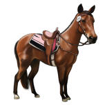 Ritratto personalizzato di cavallo a figura intera