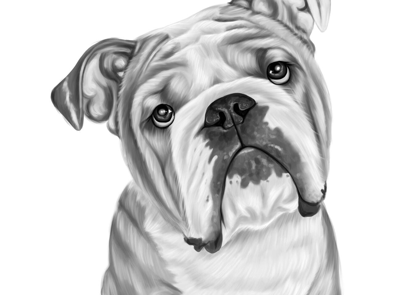 Portrait de dessin anim de bouledogue en style noir et blanc partir de la photo