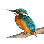 Kingfisher tecknad porträtt