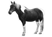 Retrato de cavalo em estilo preto e branco
