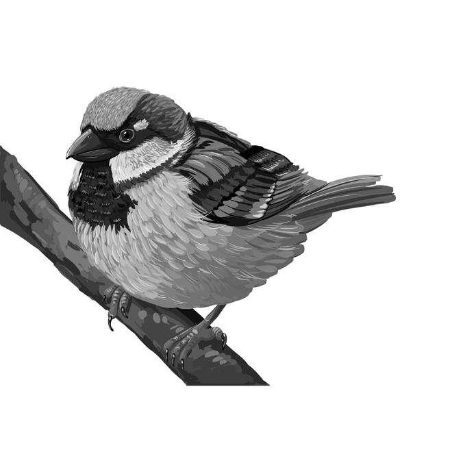 Custom Sparrow Cartoon