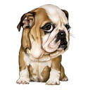 Disegno del ritratto del bulldog
