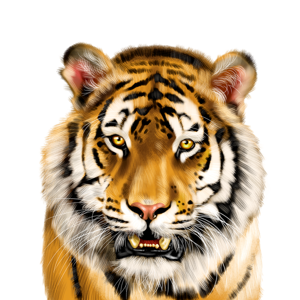 Retrato de dibujos animados de tigre coloreado