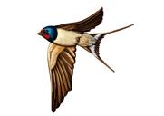 Ritratto di uccello da foto - Stile colorato, disegno a corpo intero
