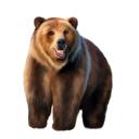 retrato de caricatura de urso
