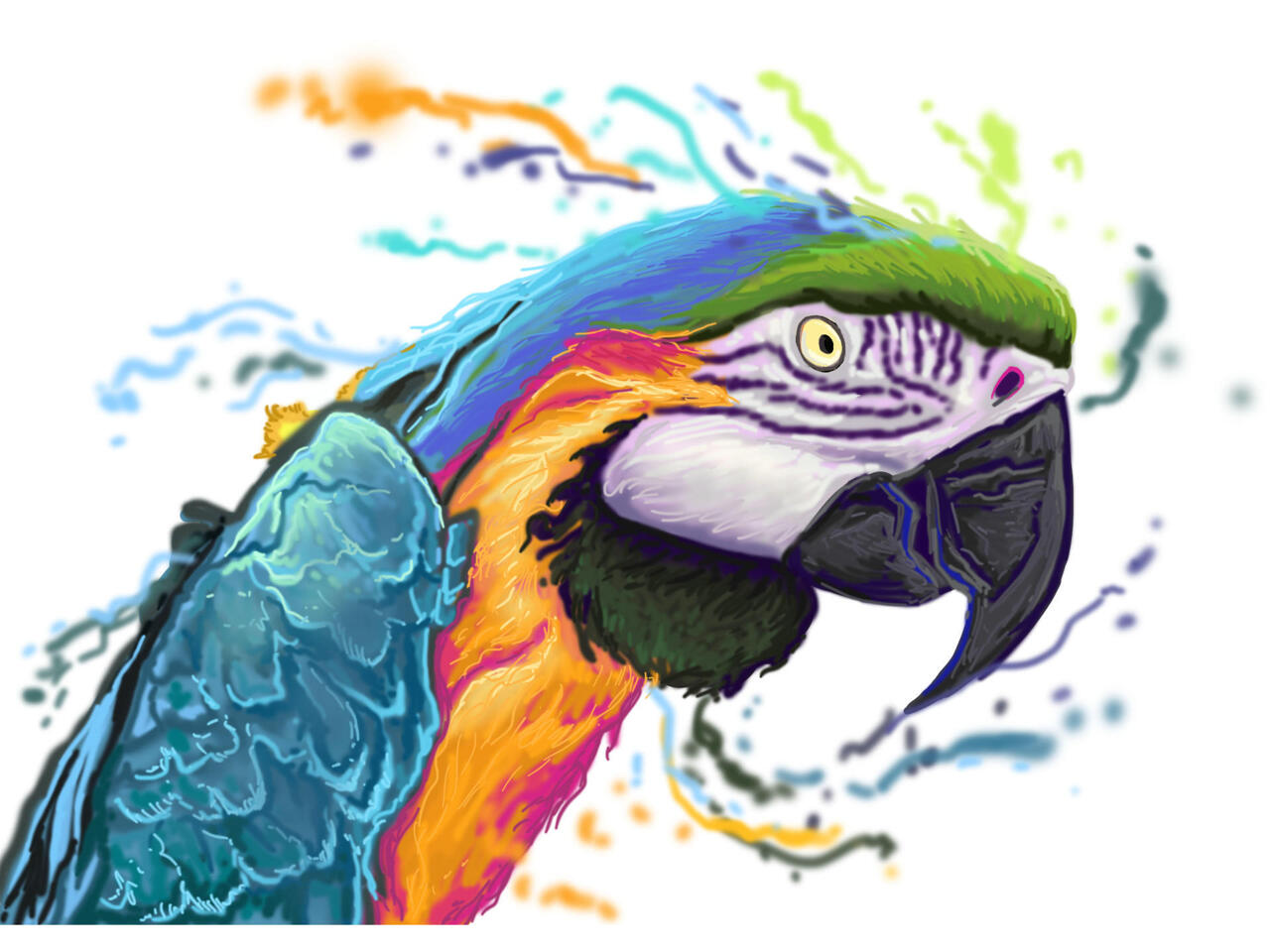 Macaw parrot drawing 