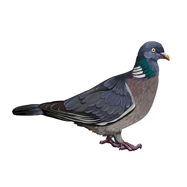 Kundenspezifische Tauben-Karikatur-Porträtzeichnung im Farbstil vom Foto