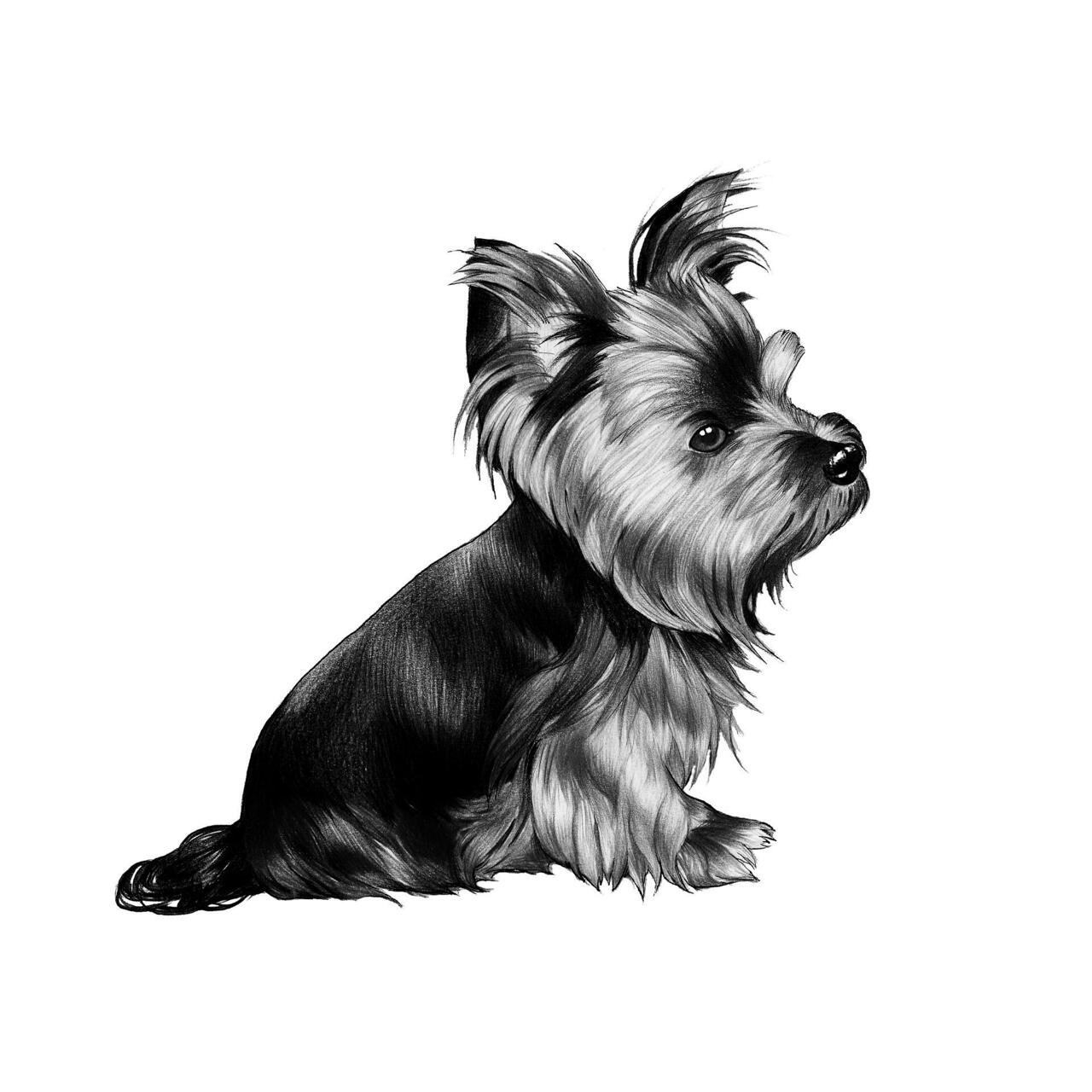 Portrait de dessin anim complet du corps Yorkshire Terrier parti