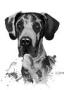 Portrait en graphite Dogue Allemand