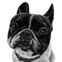 Fransk bulldog portræt sort og hvid stil