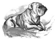 Full Body Bulldog -karikatyyri muotokuvamaalaus mustavalkoisella akvarellityylillä