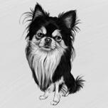 Chihuahua mustvalge portree kogu kehaga
