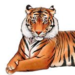 Лежащий портрет тигра