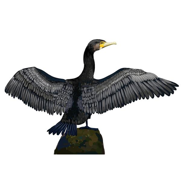 Portret de caricatură de cormoran mare în colorat natural din fotografii