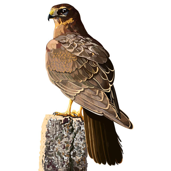 Retrato de caricatura de pássaro predatório em estilo digital colorido a partir de fotos