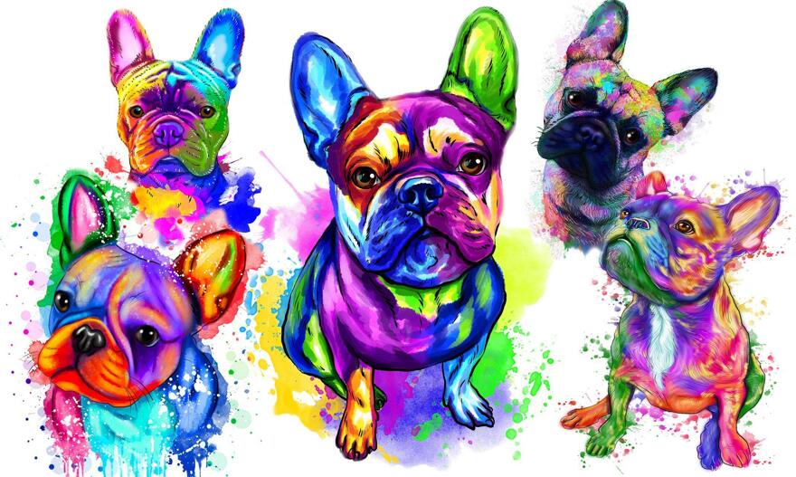 Französische Bulldogge