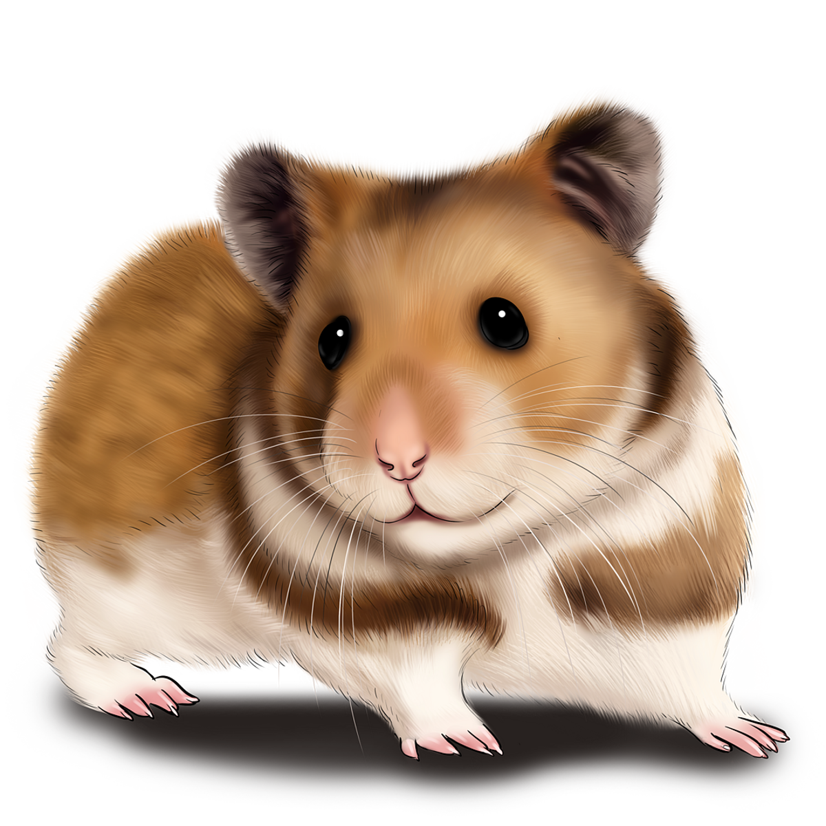 Personalized Hamster Drawing Custom HandDrawn Art🐹🐹🐹. Try it today!