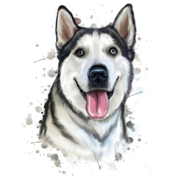 Haskija suņa akvareļa portrets