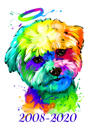 Retrato de cachorro arco-íris com anos de vida