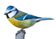 Ritratto di caricatura di uccelli passeriformi in stile a colori dalle foto