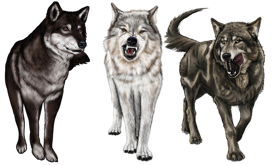 Hundi karikatuur