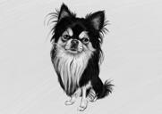 Portret Chihuahua alb-negru cu tot corpul