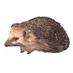 Hedgehog Cartoon Portrait
