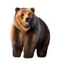 Desen portret maro grizzly