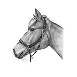 Retrato de cavalo em estilo preto e branco