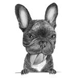 Fransız Bulldog Portre Siyah Beyaz Tarzı