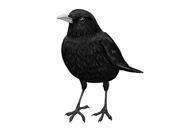 Retrato de pássaro em preto e branco