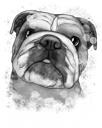 Grafitporträtt av bulldoggar i akvarellstil för huvud och axlar från foton