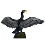 Portrait de caricature de grand cormoran en coloration naturelle à partir de photos