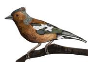 Passerine putnu karikatūras portrets krāsainā stilā no fotoattēliem